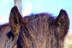 Severe purple fringing can be seen at the edges of the horse's forelock, mane, and ear.