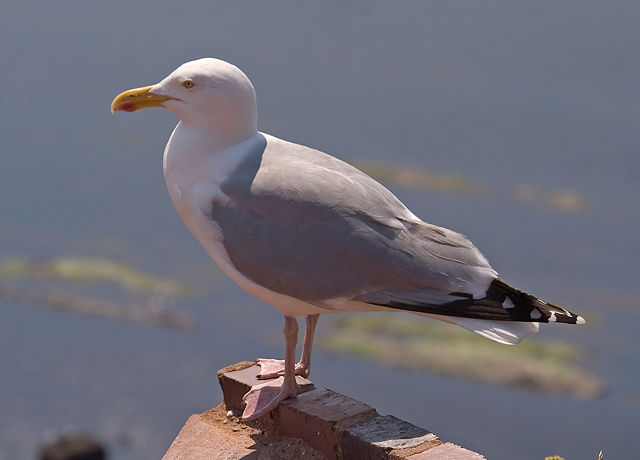 Image:Larus argentatus01.jpg