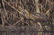 Great Bittern, Botaurus stellaris