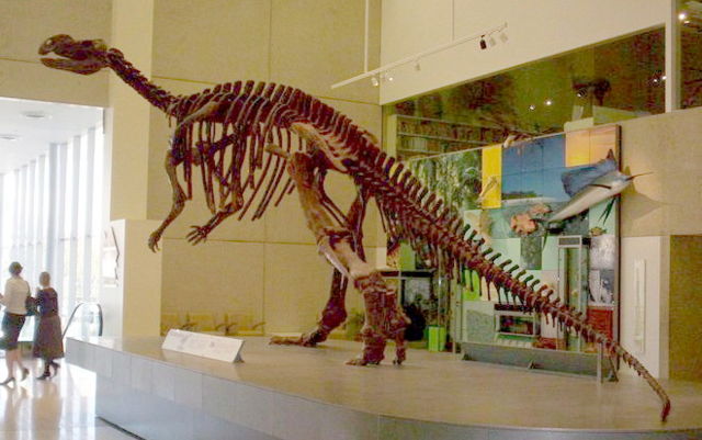 Image:Muttaburrasaurus-Dinosaur-skeleton.jpg