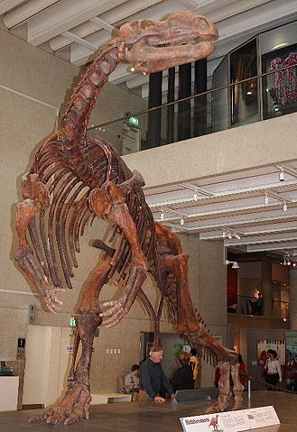 Image:Muttaburrasaurus skel QM email.jpg