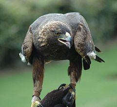 Adult American Golden EagleAquila chrysaetos canadensis