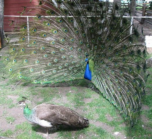 Image:Peacock courting peahen.jpg