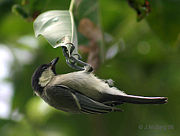 Upside down in Kolkata, West Bengal, India