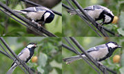 Devouring the prey in Kullu - Manali District of Himachal Pradesh, India