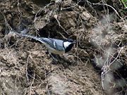 in Kullu - Manali District of Himachal Pradesh, India