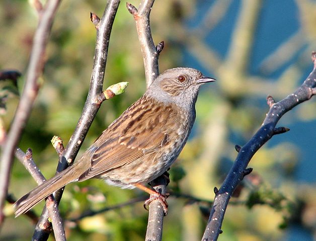 Image:Dunnock crop2.jpg