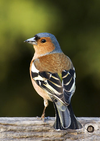 Image:Fringilla coelebs chaffinch male edit2.jpg