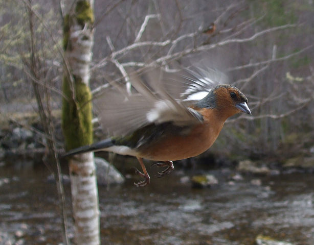 Image:Chaffinch in flight.jpg