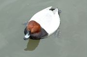 Pochard male