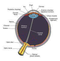 Schematic diagram of the human eye.