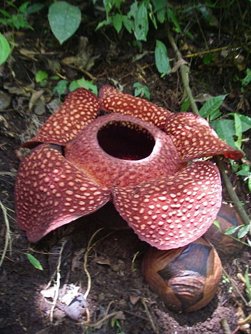 Image:Rafflesia sumatra.jpg