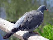 Wood Pigeon in England