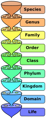 The various levels of the scientific classification system.