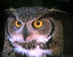 A horned owl, genus bubo.
