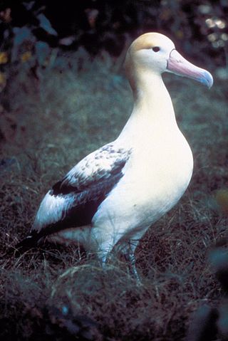 Image:Short tailed albatross.jpeg