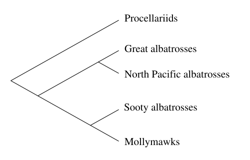 Image:Albatross phylogeny.svg