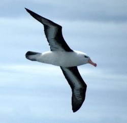 Black-browed Albatross, a mollymawk.