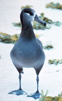 Unlike most Procellariiformes, albatrosses, like this Black-footed Albatross, can walk well on land.