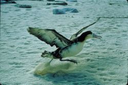 Taking off is one of the main times albatrosses use flapping in order to fly, and is the most energetically demanding part of a journey.