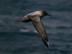 Light-mantled Sooty Albatrosses regularly dive in order to feed and can dive to below 12 m.