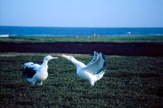 Image:Wandering dance.jpg