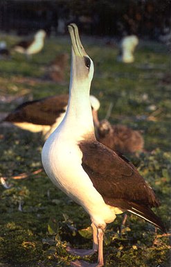 Sky-pointing is one of the stereotyped actions of Laysan Albatross breeding dances.