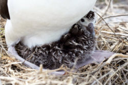 An albatross chick at Northwest Hawaiian Islands National Monument, Midway Atoll.