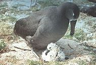 Albatrosses brood young chicks until they are large enough to defend themselves and thermoregulate.
