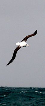 A Northern Royal Albatross in flight at the colony in Taiaroa Head, New Zealand.