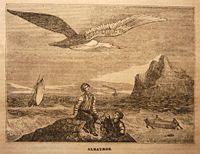  "Albatroz" - Woodcut from the journal "O Panorama" 1837 edition (From the Dr. Nuno Carvalho de Sousa Private Collections - Lisbon)