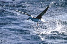 This Black-browed Albatross has been hooked on a long-line.