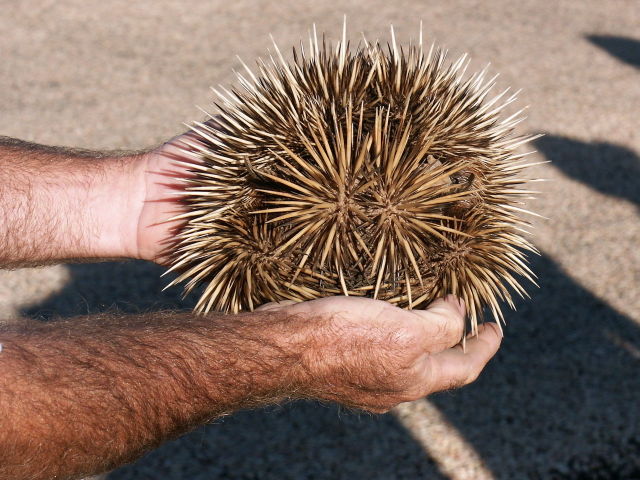 Image:Echidna, Exmouth.jpg