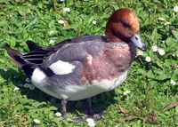 Male wigeon