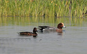 Wigeon (Male) &  Ferruginous Pochard (Female)at Purbasthali in  Burdwan District of West Bengal, India.