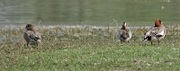 Male & Female with Gargany at  Sultanpur National Park in  Gurgaon District of Haryana, India.