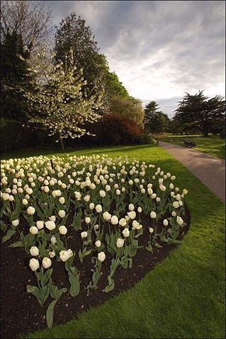 Image:GreenwichFlowerGardenWhiteTulips bordercropped.jpg