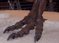 Tyrannosaurus  foot