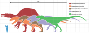 Size comparison of selected giant theropod dinosaurs.