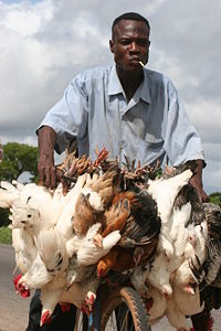 A Burkinabe man transporting chickens