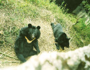 The Himalayan Black Bear seen here in the Himalayan Zoological Park.