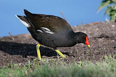 Common Moorhen, Gallinula chloropus