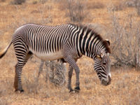 Wild mare in Kenya