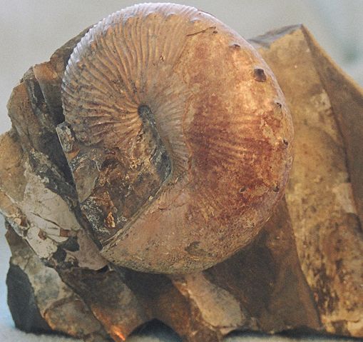 Image:HoloscaphitesAmmonite.jpg