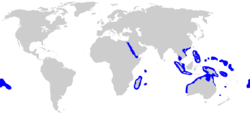 Range of gray reef shark