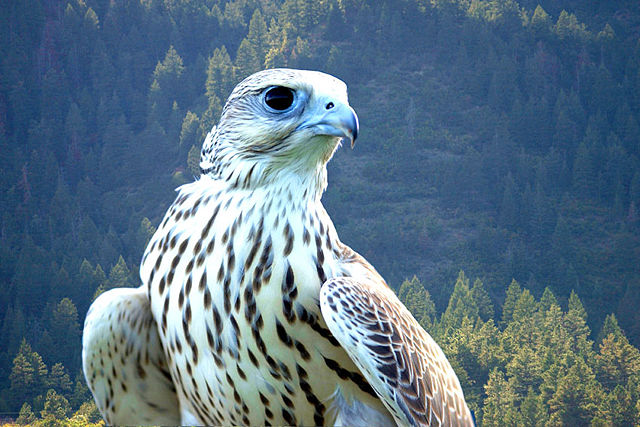 Image:USAF falcon.jpg