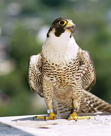 Image:Peregrine falcon x.jpg