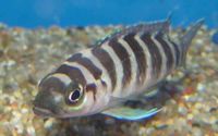 Neolamprologus cylindricus: One of many cichlid fish species of Tanganyika