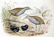 The Laysan Rail was a diminutive omnivore