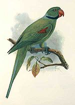 Seychelles Parakeet